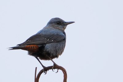 Wild birds at singapore