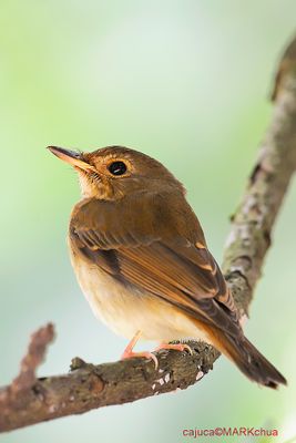 Brown-chested Jungle-flycatcher (Rhinomyias brunneata)