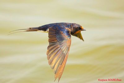 DSC8702_DxO.jpg