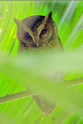 Sunda Scops Owl (Otus lempiji)