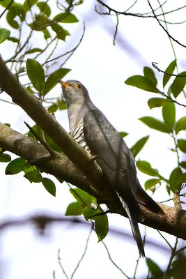 Oriental Cuckoo (Cuculus saturatus)