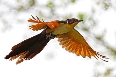 DSC_1104_DxO