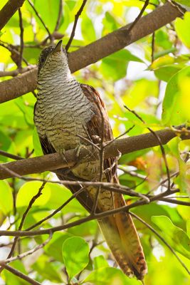Banded bay cuckoo  (Cacomantis sonneratii)