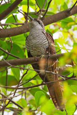 DSC_9939_DxO1.jpg