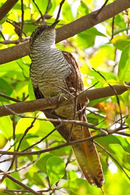 Banded bay cuckoo (Cacomantis sonneratii)