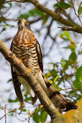 DSC_8611x.jpg