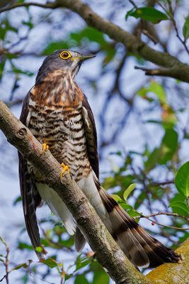 DSC_8643x.jpg
