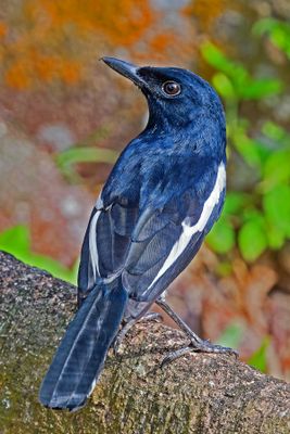 Oriental Magpie-Robin ( Copsychus saularis )