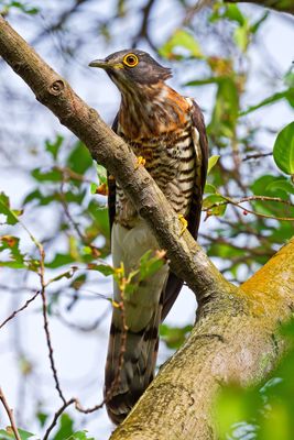 DSC_8734_DxO.jpg