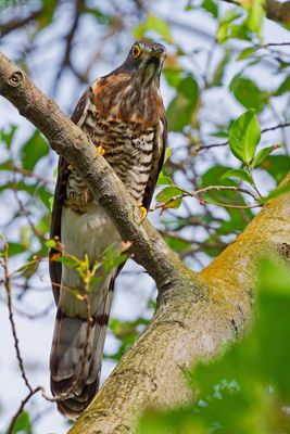 Large Hawk Cuckoo (Cuculus sparverioides)