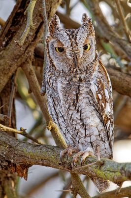 African Scops Owl (Otus senegalensis)