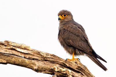 _DSC4957_DxO.jpg