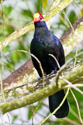 Family Musophagidae:( turacos and allies )