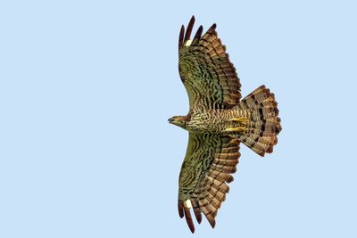 Oriental Honey-buzzard ( Pernis ptilorhynchus )