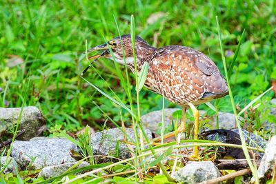Von Schrenck's Bittern (Ixobrychus eurhythmus)