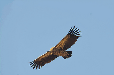 Himalayan Griffon (Gyps himalayensis)