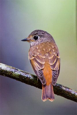 Ferruginous Flycatcher ( Muscicapa ferruginea )