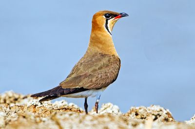 DSC_5218_DxO.jpg