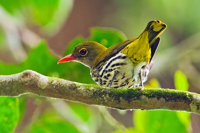 Dark-throated Oriole (Oriolus xanthonotus)
