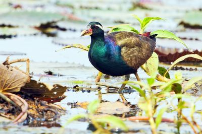 Bronze-winged Jacana ( Metopidius indicus )