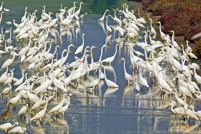 Great Egret ( Ardea alba )