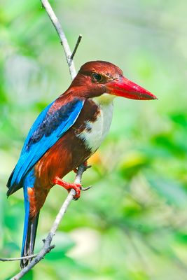 White-throated Kingfisher (Halcyon smyrnensis)
