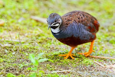 Bird Collection DXO