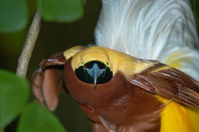 Lesser Bird of Paradise