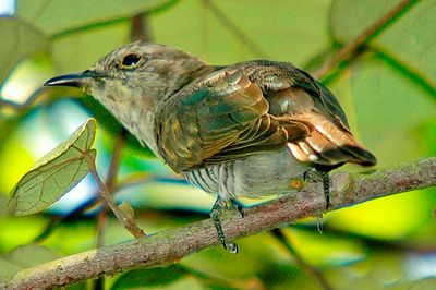 Little Bronze-Cuckoo , Female