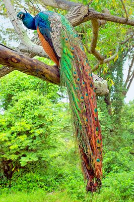 Indian Peafowl (Pavo cristatus)