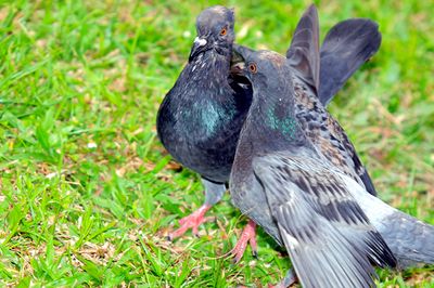 Rock Pigeon ( Columba livia )