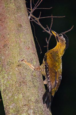 laced woodpecker-FEMALE