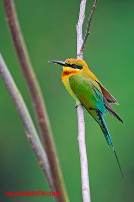 Blue-tailed Bee-Eater ( Merops philippinus )