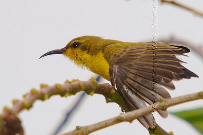 Olive backed Sunbird ( Female )