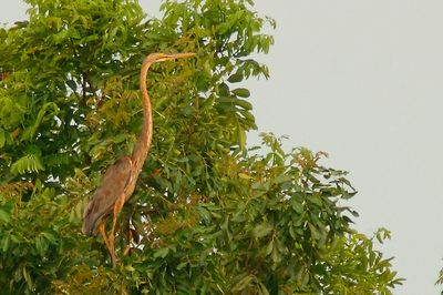 Purple heron, Juvenile