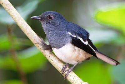 Oriental Magpie-Robin ( Copsychus saularis ), Male