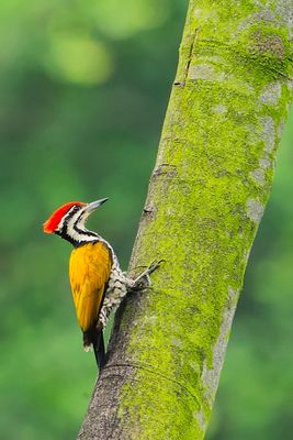 Common Flameback , Male  ( Dinopium javanense )