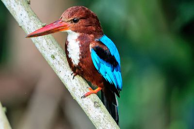 White-throated Kingfisher (Halcyon smyrnensis)