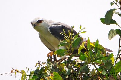 Black-winged Kite