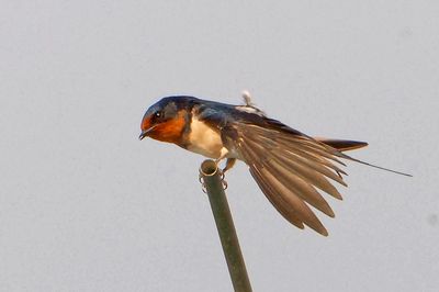 Barn Swallow