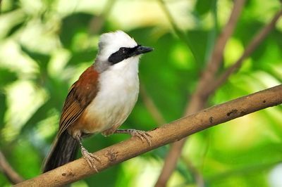 white-crested Laughingthrush ( Garrulax leucolophus )