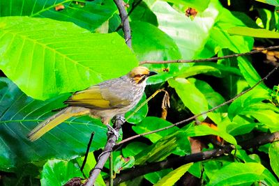 Straw-headed Bulbul ( Pycnonotus zeylanicus )