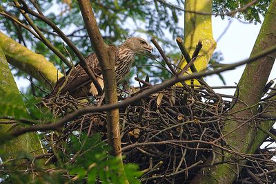 changeable_hawk_eagle.jpg