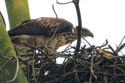 DSC_9101zi.jpg