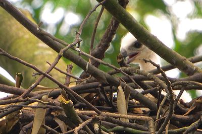 chick CHE02.jpg