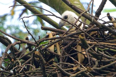 DSC_9141chick05.jpg