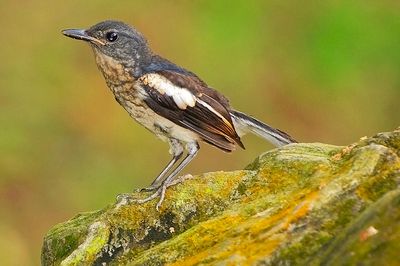 Oriental Magpie-Robin , Juvenile