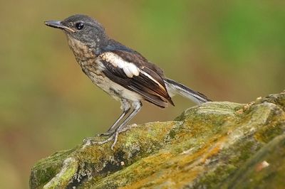 Oriental Magpie-Robin , Juvenile