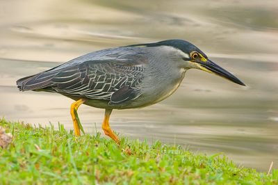 Little Heron ( Butorides striata )