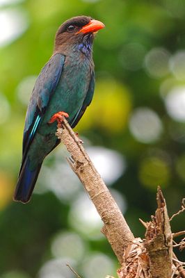 Dollarbird ( Eurystomus orientalis )